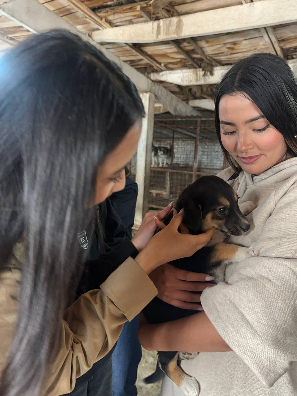 Animal Shelter