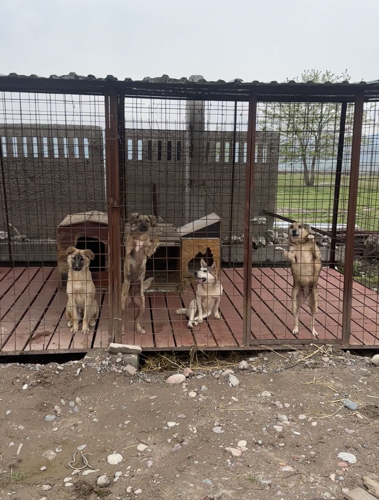 Animal Shelter