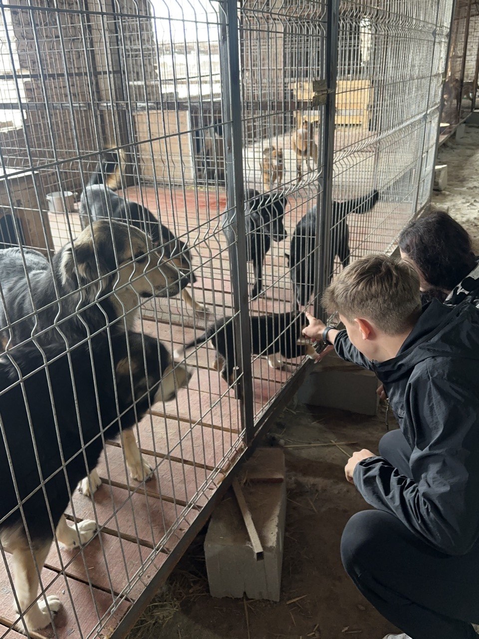 Animal Shelter