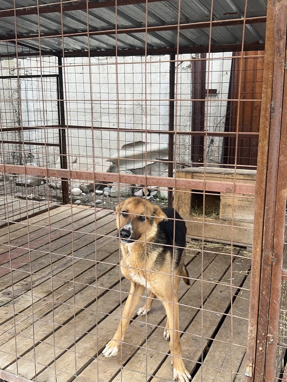 Animal Shelter