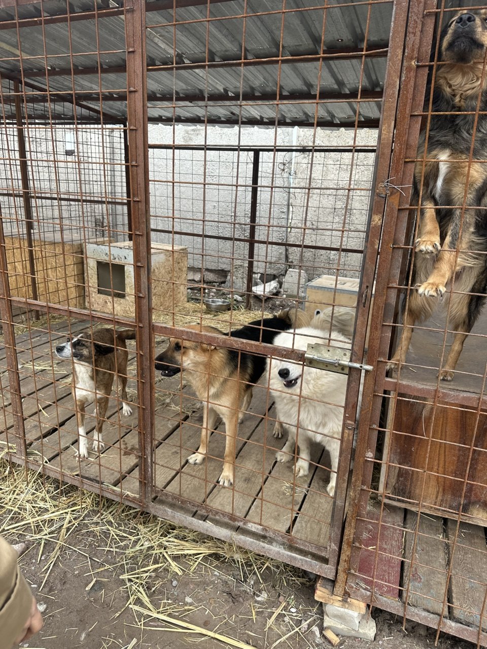 Animal Shelter