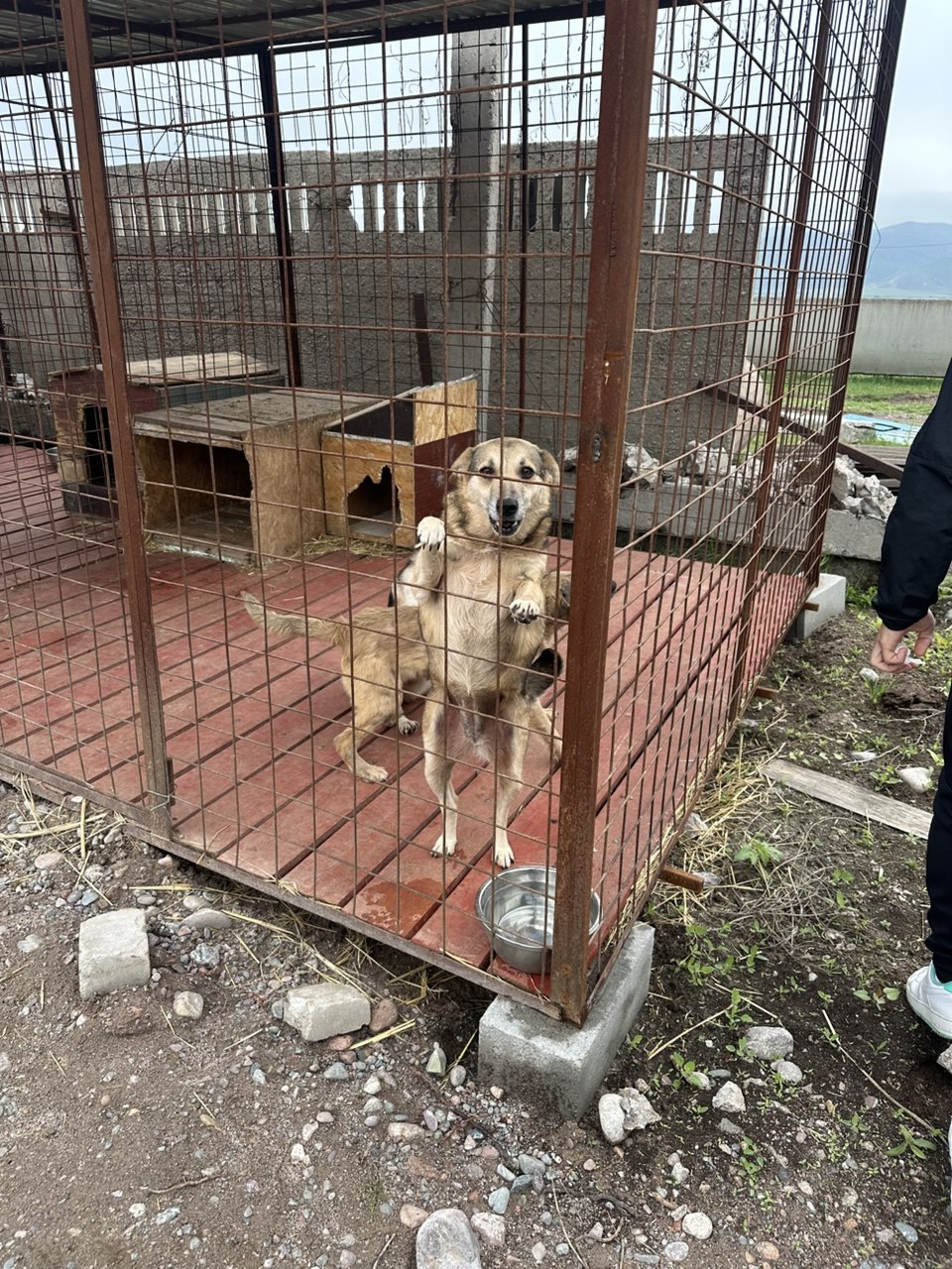 Animal Shelter